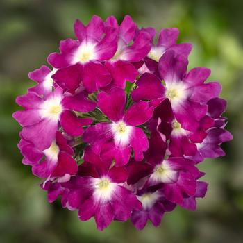 Verbena 'Violet with Eye' 