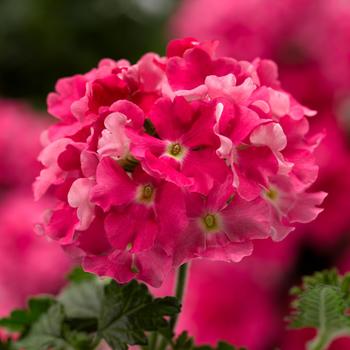 Verbena Lanai® Compact 'Candy Pink'