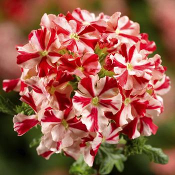 Verbena Lanai® Compact 'Red Star'