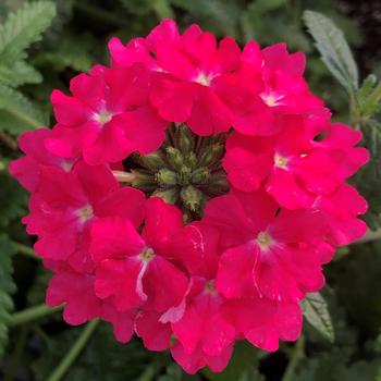 Verbena Lanai® Deep Pink Improved