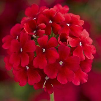 Verbena Lanai® 'Early Dark Red'