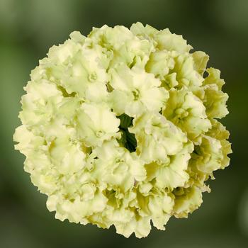 Verbena Lanai® 'Green Apple'