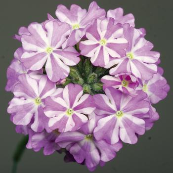 Verbena Lanai® Lavender Star