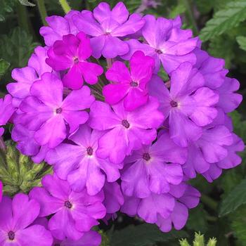 Verbena Lanai® 'Lilac'