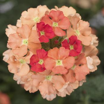 Verbena 'Peach' 