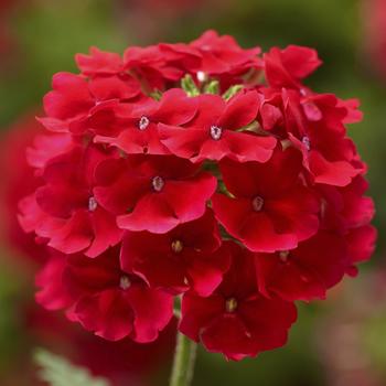 Verbena Lanai® 'Scarlet'