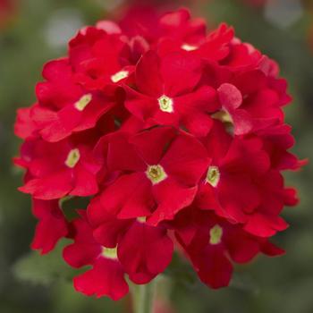 Verbena 'Scarlet w/Eye' 