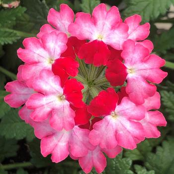 Verbena Lanai® Twister™ 'Hot Lips'