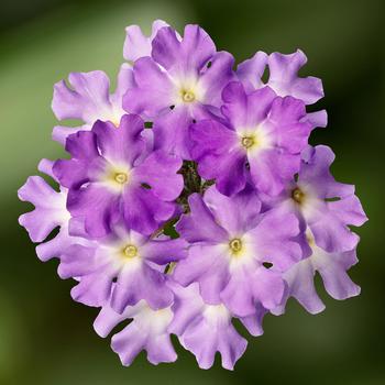 Verbena Lanai® Upright 'Sky Blue'