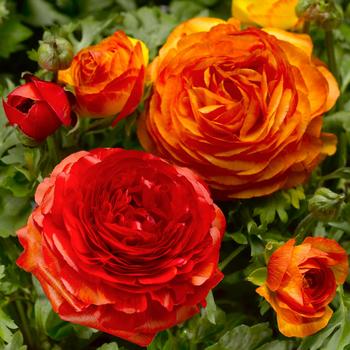 Ranunculus asiaticus 'Fireball' 