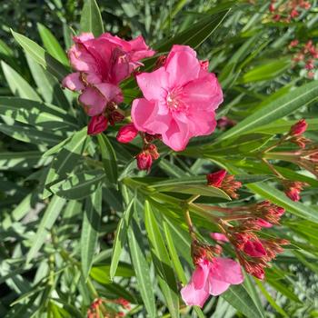 Nerium oleander 'Hardy Pink' 
