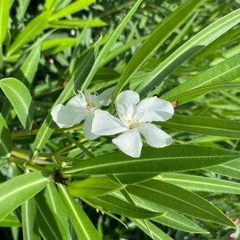 Nerium oleander