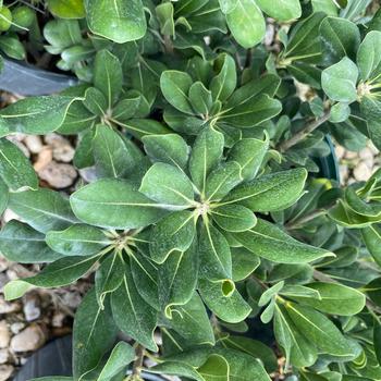 Pittosporum tobira 'Louisiana Green' 