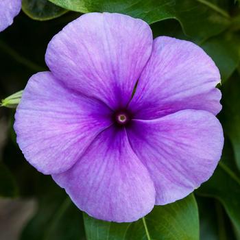 Catharanthus roseus Blockbuster™ Blue