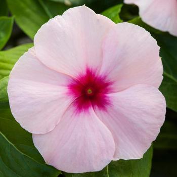 Catharanthus roseus