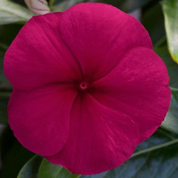 Catharanthus roseus Blockbuster™ Burgundy