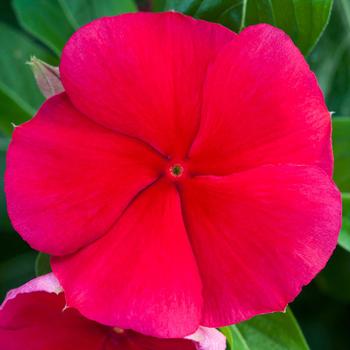 Catharanthus roseus