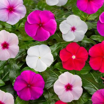 Catharanthus roseus Blockbuster™ Mix