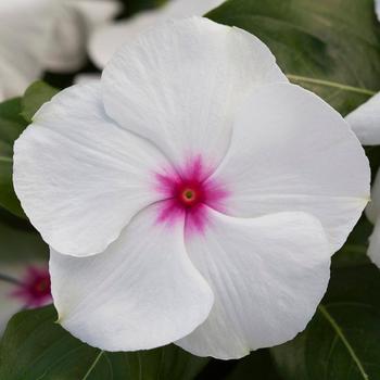 Catharanthus roseus Blockbuster™ Peppermint