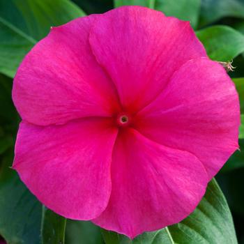 Catharanthus roseus