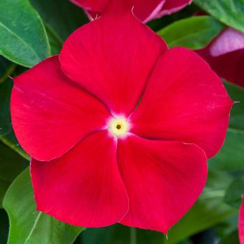 Catharanthus roseus 'Red with Eye' 
