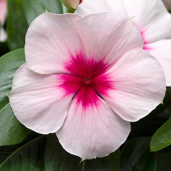 Catharanthus roseus Cora® XDR 'Apricot Improved'