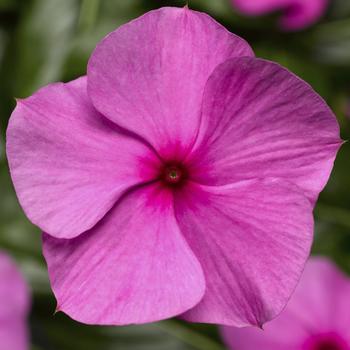 Catharanthus roseus