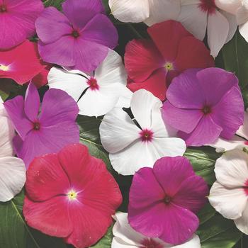 Catharanthus roseus Cora® Cascade XDR Mix