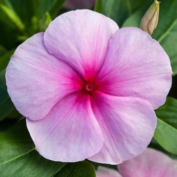 Catharanthus roseus 'Icy Watermelon' 