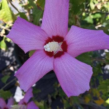 Hibiscus syriacus 'd'Amboise' Mineru