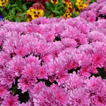 Chrysanthemum x morifolium 'Wanda™ Lavender'