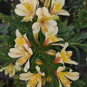 Alstroemeria 'Inca Sundance™' 