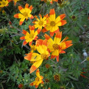 Bidens ferulifolia 'Taka Tuka Orange Yellow' 