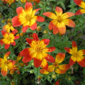 Bidens ferulifolia 'Taka Tuka Red Glow' 