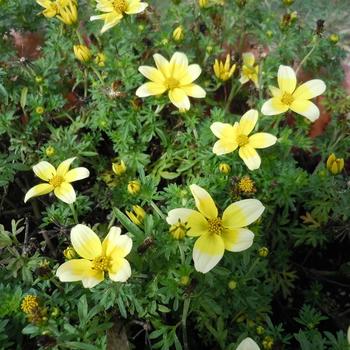 Bidens ferulifolia 'Taka Tuka White Yellow' 