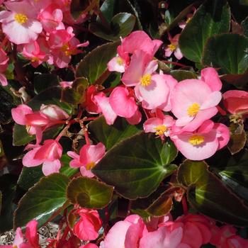 Begonia x benariensis Big™ 'Pink Bronze Leaf'