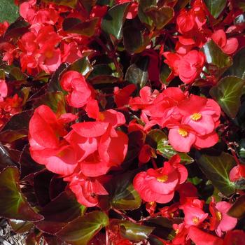 Begonia x benariensis 'Red Bronze Leaf' 