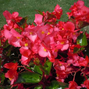 Begonia x benariensis Big™ 'Rose Green Leaf'