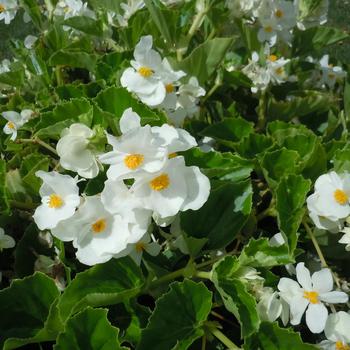 Begonia x benariensis 'White Green Leaf' 