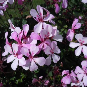 Pelargonium Caldera™ 'Lavender Glow'