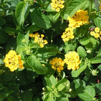 Lantana camara Evita 'Yellow'