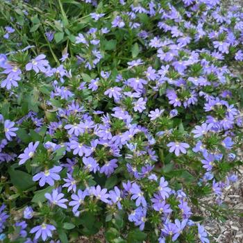 Scaevola 'Abanico Blue'