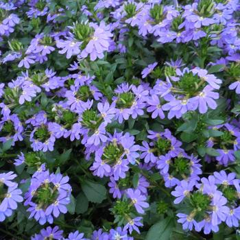 Scaevola 'Albanico Purple' 