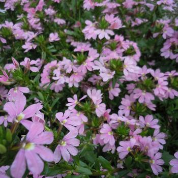 Scaevola 'Abanico Rose' 