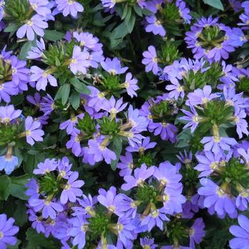 Scaevola 'Albanico Purple Compact' 