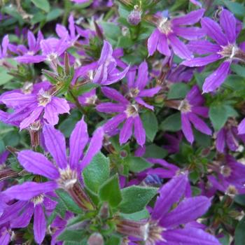 Scaevola 'Purple' 