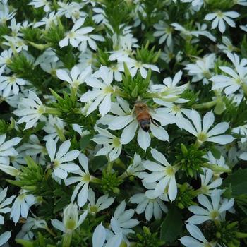 Scaevola Surdiva® 'White Improved'