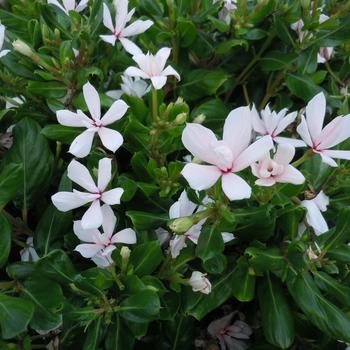 Catharanthus 'Double White' 