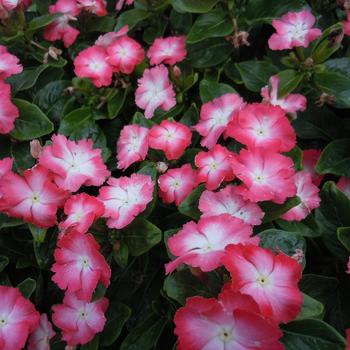 Catharanthus 'Salmon Glow' 