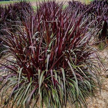 Pennisetum 'Royal Lady™' 